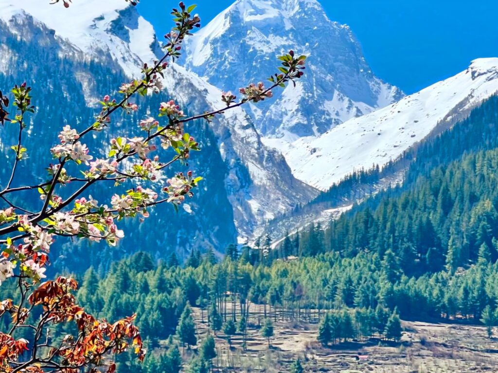 Valley of flower in uttarakhand_in October